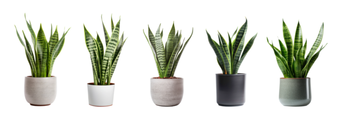 Houseplants png element set on transparent background