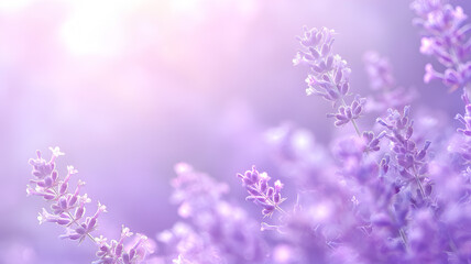 Delicate natural floral background in purple pastel colors. Lavender flowers in backlight with blurred background. Summer floral background with copy space.