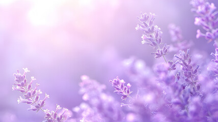 Naklejka premium Delicate natural floral background in purple pastel colors. Lavender flowers in backlight with blurred background. Summer floral background with copy space.