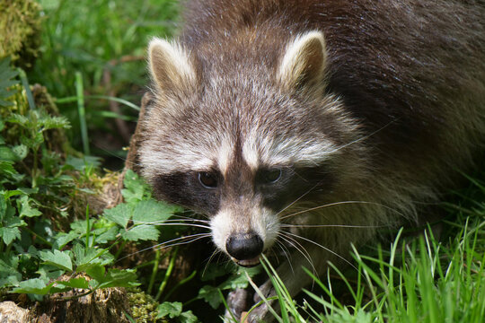 Tiere-Waschbaer in Aktion..