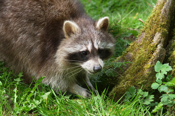 Tiere-Waschbaer in Aktion..