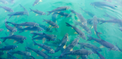 There are many Japanese carp fish swimming in the water. Fish farm. The pond is teeming with a...