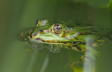Nahaufnahme eines grünen Frosches im Teich	
