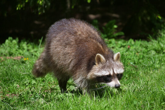 Tiere-Waschbaer in Aktion..