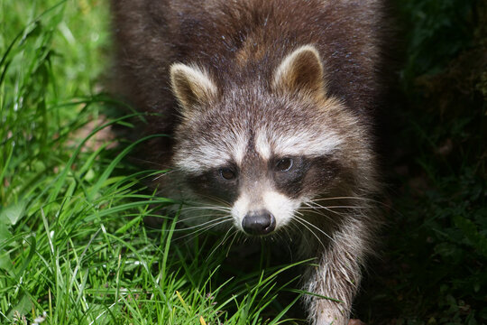 Tiere-Waschbaer in Aktion..