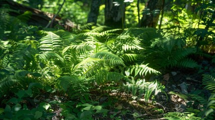 Naklejka premium Sunlight Filtering Through Fern-filled Forest