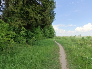 Talsa park during sunny summer day. Oak and birch tree woodland. Sunny day with white and gray clouds in sky. Bushes and small are growing in woods. Nature. Talsos parkas.