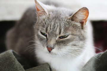 Portrait of a gray cat.