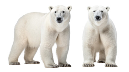 Polar bear png on transparent background