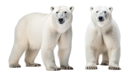 Polar bear png on transparent background