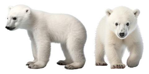 Fototapeta premium Polar bear png on transparent background