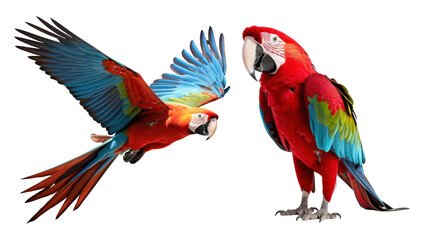Fototapeta premium Colorful Parrots png on transparent background