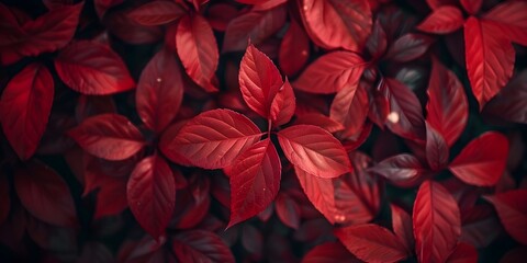 Captivating Crimson Foliage An Immersive Autumnal Wonderland