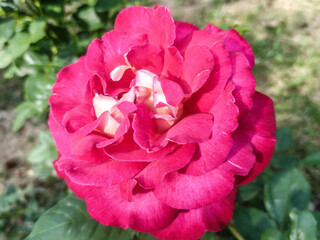 Rose in May. In Maramures, Romania