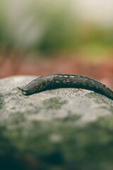 A large slug crawling over a rock covered with moss outside in the nature.