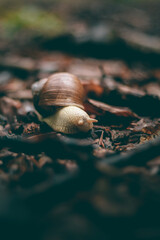 Small snail with big shell crawling over the fallen broken sticks of the trees during rainy day.