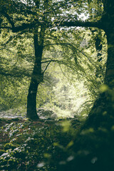 Low angle photo of dark beech forest with background light with fog.