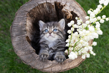 cute gray striped kitten peeks out from a stump. There is a bouquet of lilies of the valley near...