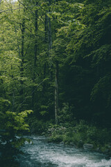 Big river in the deep dark forest with dried out pine tree in the beech forest.