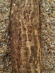Tree bark pattern texture background 