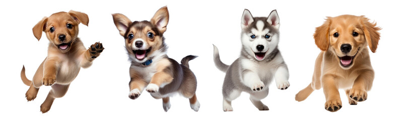 Jumping dogs png on transparent background