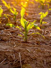Close-up of a young corn plant growing in fertile soil at sunset