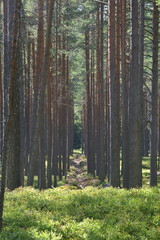 Pine forest on summer day.