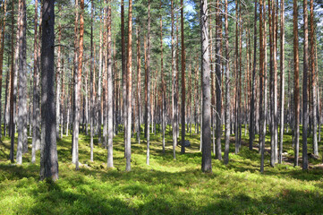 Pine forest on summer day.