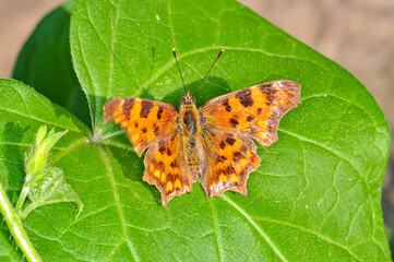 Thistle, or thistle, or thistle, or Vanessa cardui macro photo. Beautiful butterfly.