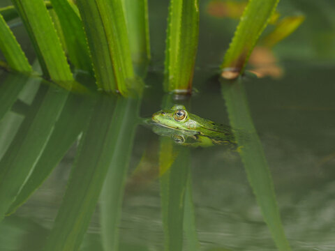 Auftauchen eines gr&uuml;nen Frosches