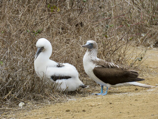 blue-footed booby with chick