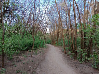 A path in the grove. The natural landscape.