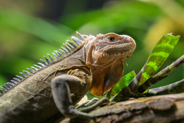 A Lesser Antillean iguana resting on a branch