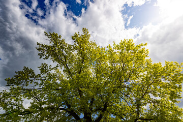 A close-up of a lush green tree with fresh leaves against a bright blue sky with scattered clouds, highlighting the texture of the leaves and the tree bark...