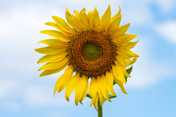 Sunflower.close up Sunflower field on a clear day.