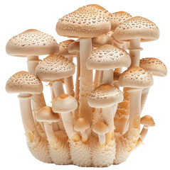 A group of white mushrooms isolated on a transparent background