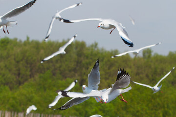 Close-up blurred image of a seagull.Blurred picture of a seagull