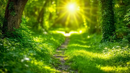 Fototapeta premium A serene forest path illuminated by a bright, warm sunbeam through lush green trees, creating a peaceful, sunlit nature scene.
