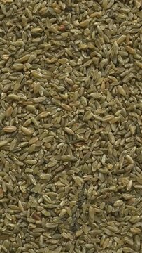 Freekeh grains as an abstract food texture. The cereal is made from immature, green wheat which is fire-roasted to make a healthy food high in protein and minerals. Table spin. Vertical video.