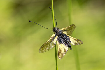 sulphurous ascalaphe on a blade of grass in a meadow