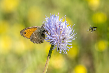 Common fadet (Coenonympha pamphilus) on a wildflower in the garrigue 