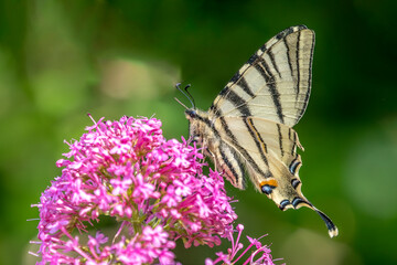 A flambé picks a Japanese spirea in a garden
