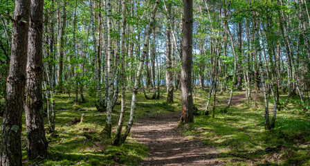Randonnée en forêt.