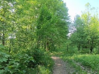 Talsa park during sunny summer day. Oak and birch tree woodland. Sunny day with white and gray clouds in sky. Bushes and small are growing in woods. Nature. Talsos parkas.