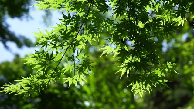 Beautiful cinematic close up of Japanese maple leaf tree in summer