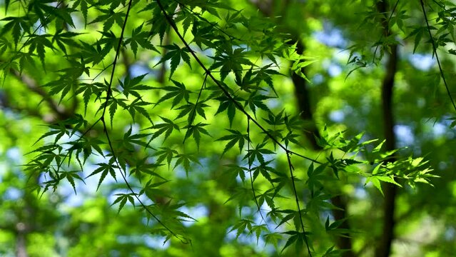Natural summer scenery in Japan with close up of maple leaf tree