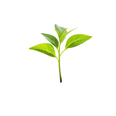 Fototapeta premium Young sprout on a white background. 