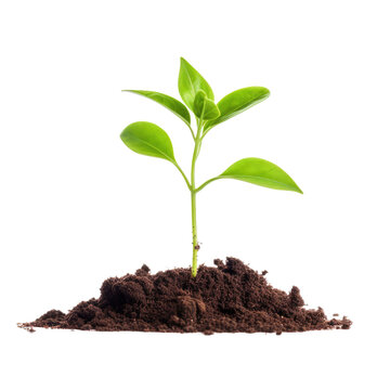 young plant growing from soil isolated on white background.