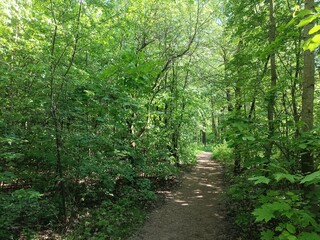 Talsa park during sunny summer day. Oak and birch tree woodland. Sunny day with white and gray clouds in sky. Bushes and small are growing in woods. Nature. Talsos parkas.