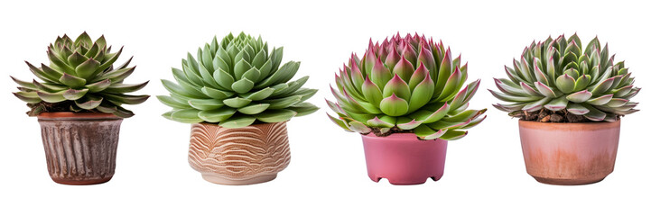 Fototapeta premium Houseleek png element set on transparent background
